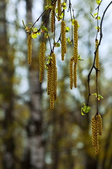birch pollen